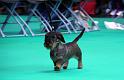 Crufts_dachshunds 765